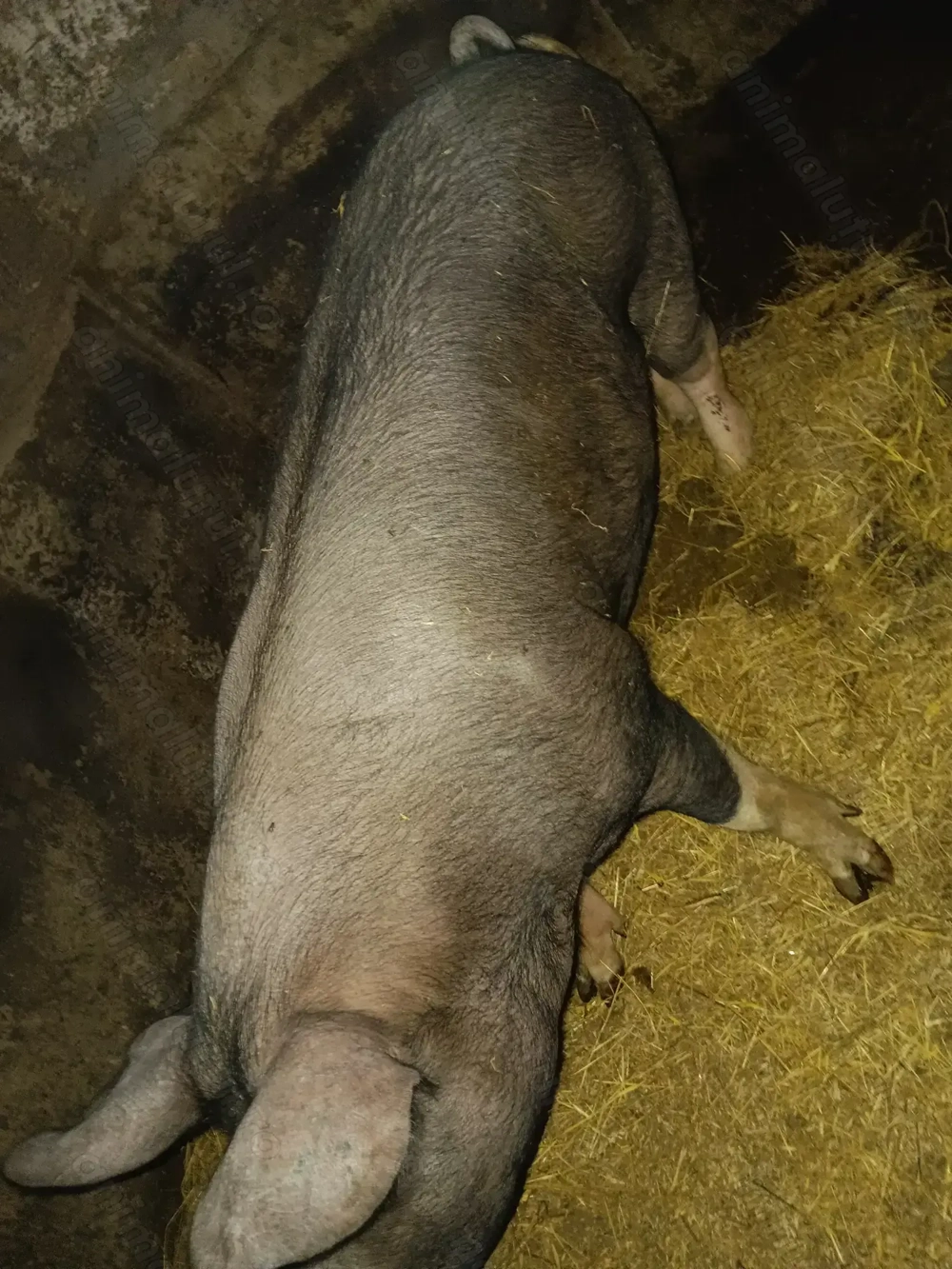 De vânzare porci pt Crăciun  De vânzare porci pt Crăciun