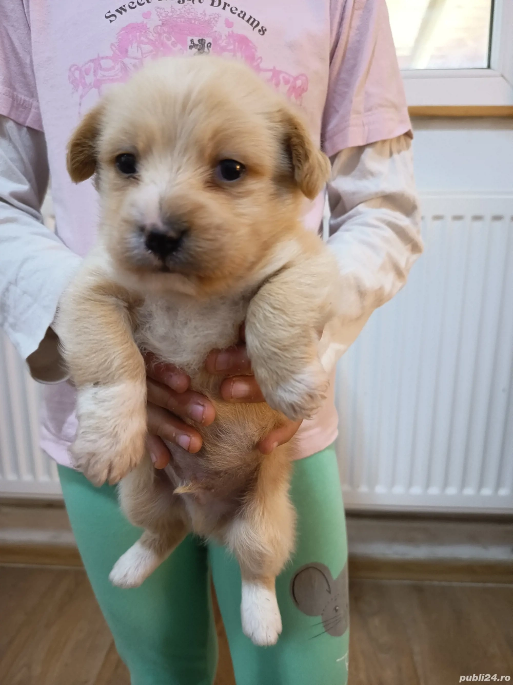 Catel Bichon Maltez Catel Bichon Maltez