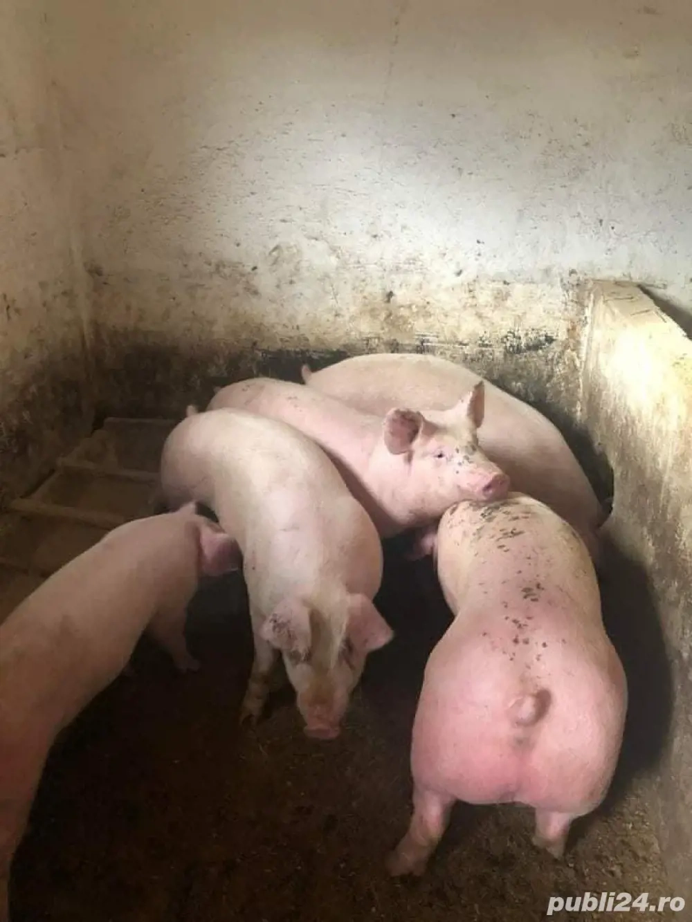 porci de carne  porci de carne