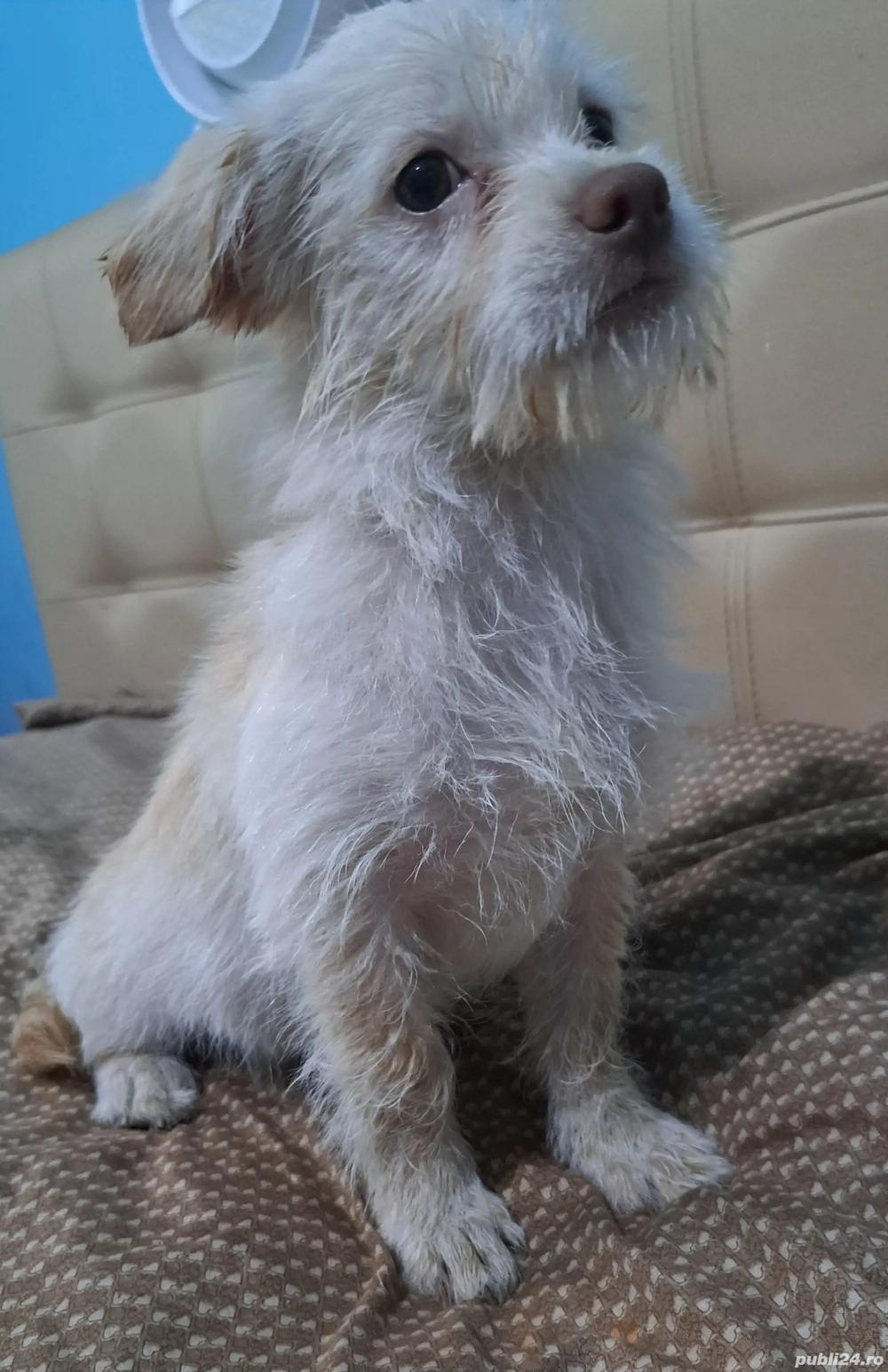 vand catel vand catel