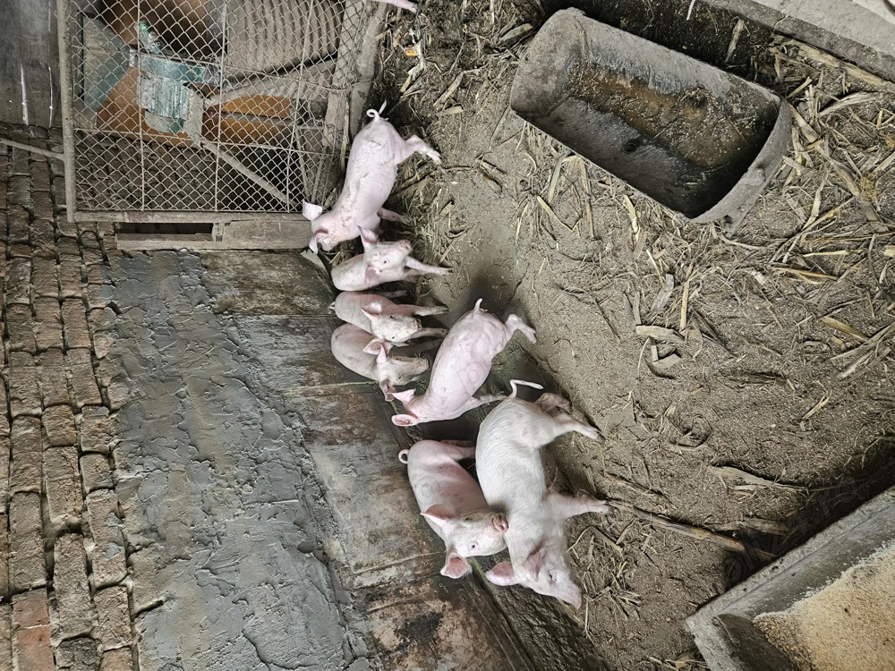 Vând purcei varsta 2 luni