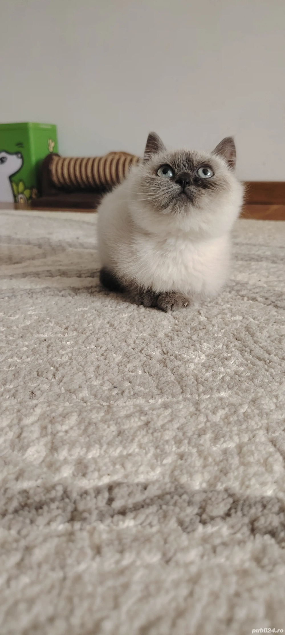 Pui british shorthair colour point Pui british shorthair colour point