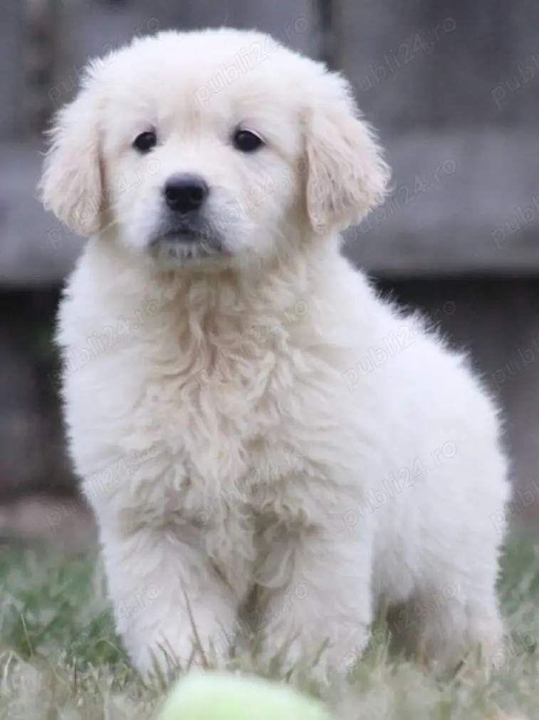 Catel rasa pura Golden Retriever de vanzare in Iasi. Livrare!