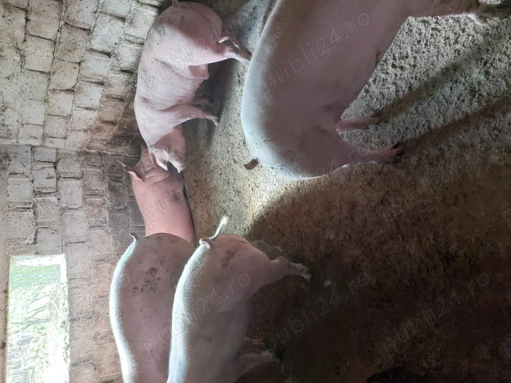 Vând porci 100-150 kg 