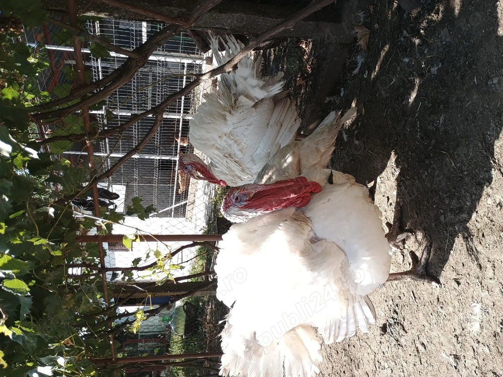 Vând Curcani sau Curci Vând Curcani sau Curci