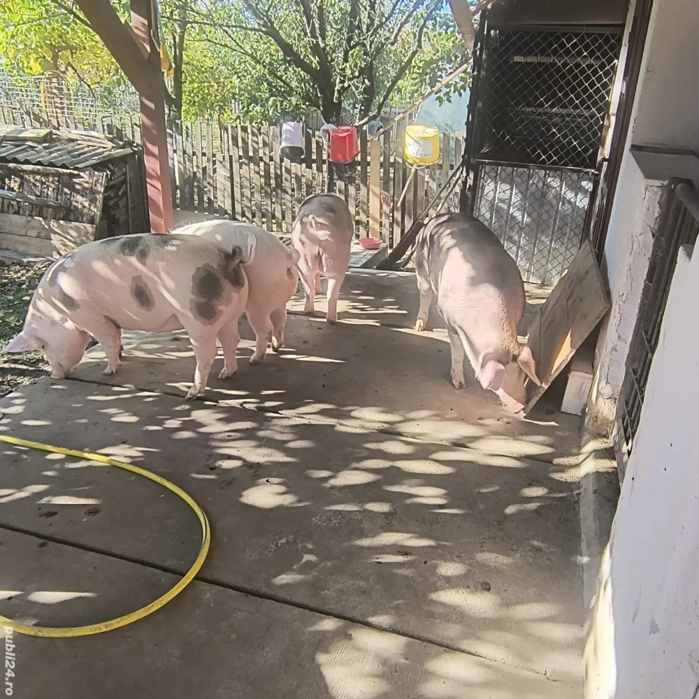 porci de vânzare 