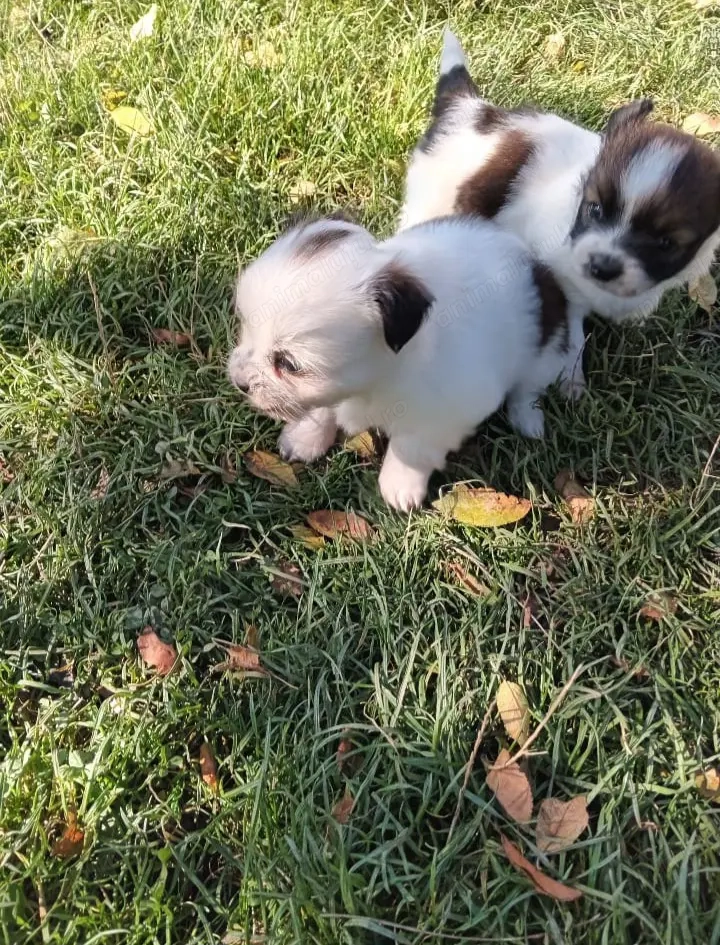 Catelusi pechinezi de vânzare 