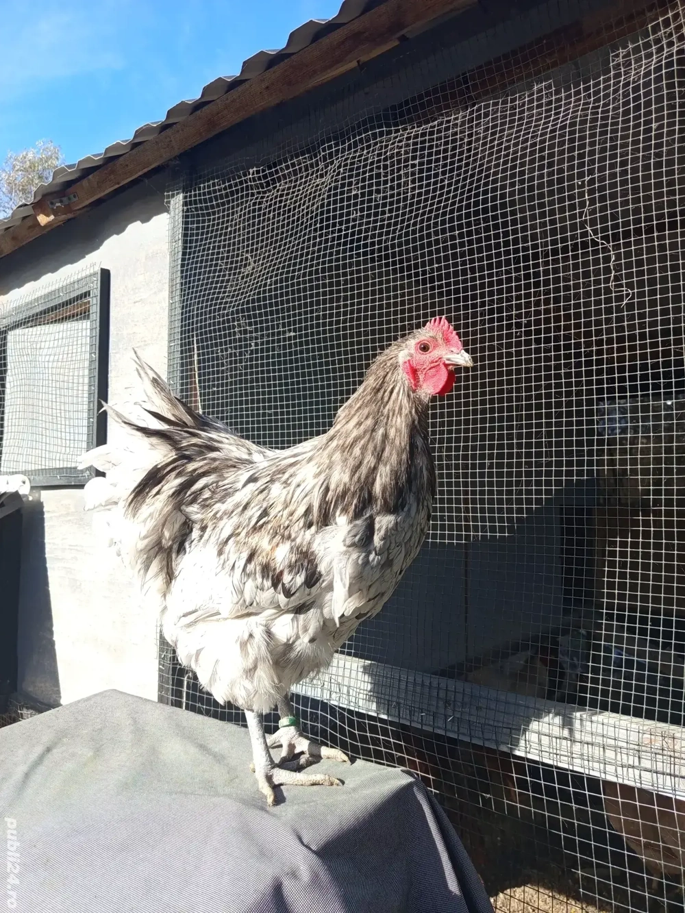 Cocosi orpington  Cocosi orpington