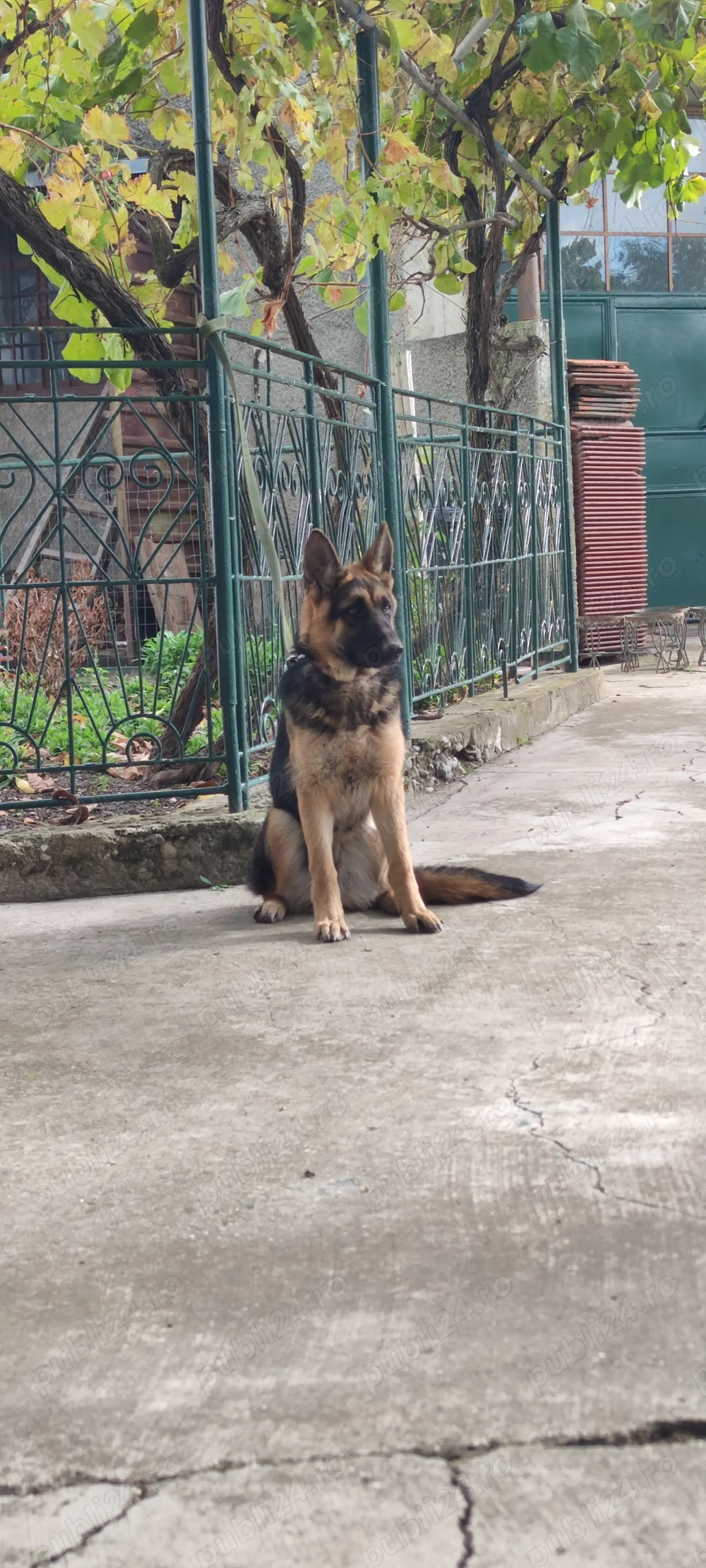 De vânzare Ciobănesc German  De vânzare Ciobănesc German