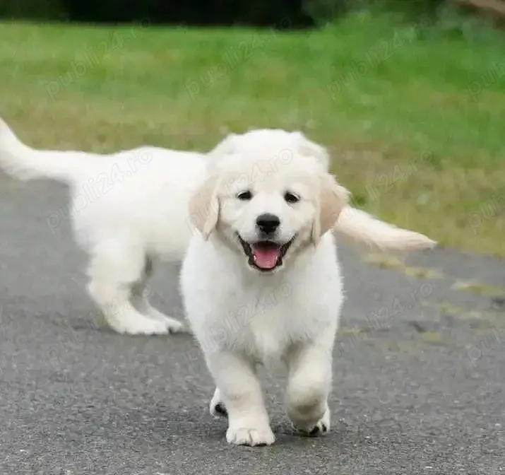 Pui de Golden Retriever in Timisoara  9 săptămâni, proveniți din părinți cu pedigree tip A.