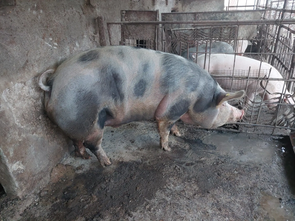 Vând porc pentru sacrificat