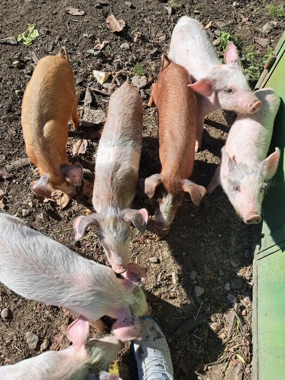 Vând purcei 11 săptămâni  Vând purcei 11 săptămâni