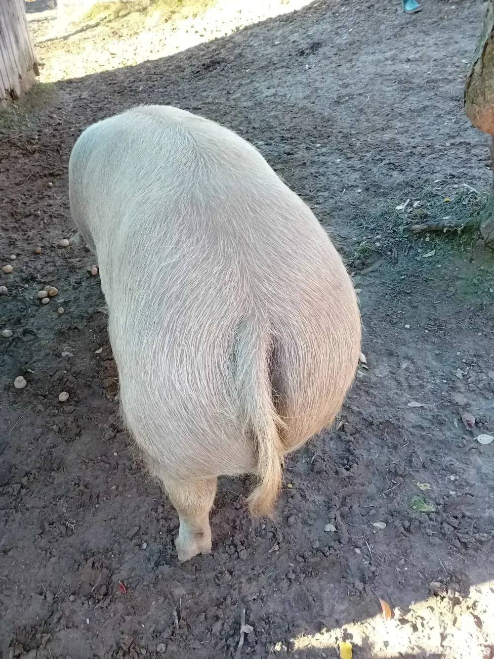 Porci de vanzare Porci de vanzare