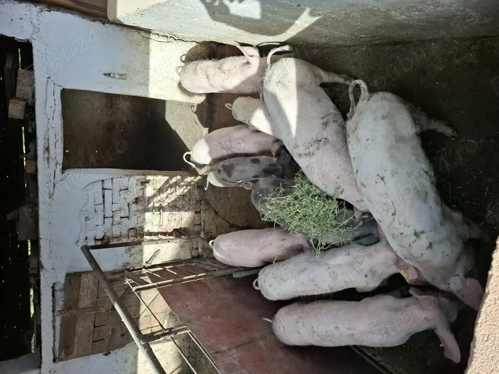 Vând porci si purcei 