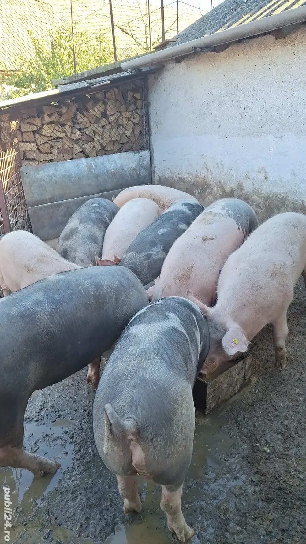 Vand Porci pentru Crăciun Vand Porci pentru Crăciun