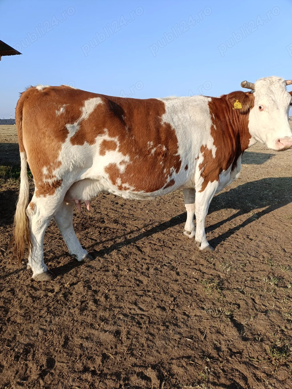 Vind 4 vaci de sacrificat  Vind 4 vaci de sacrificat