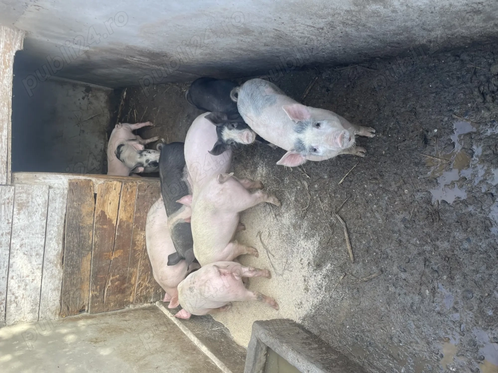 Purcei de 10 săptămâni 