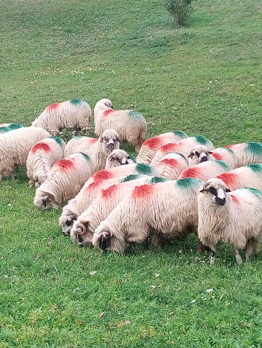  Oi turcane de vânzare 