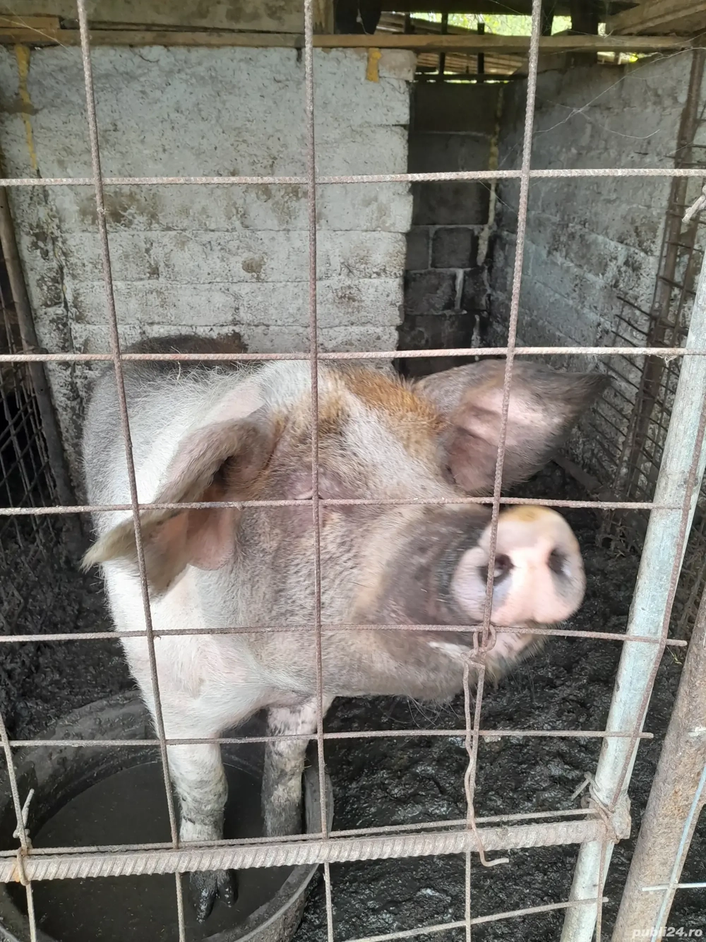 vand porci în viu sau carcasă 