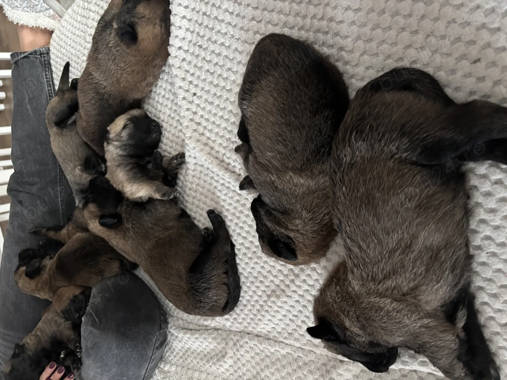 Ciobănesc beligian malinois