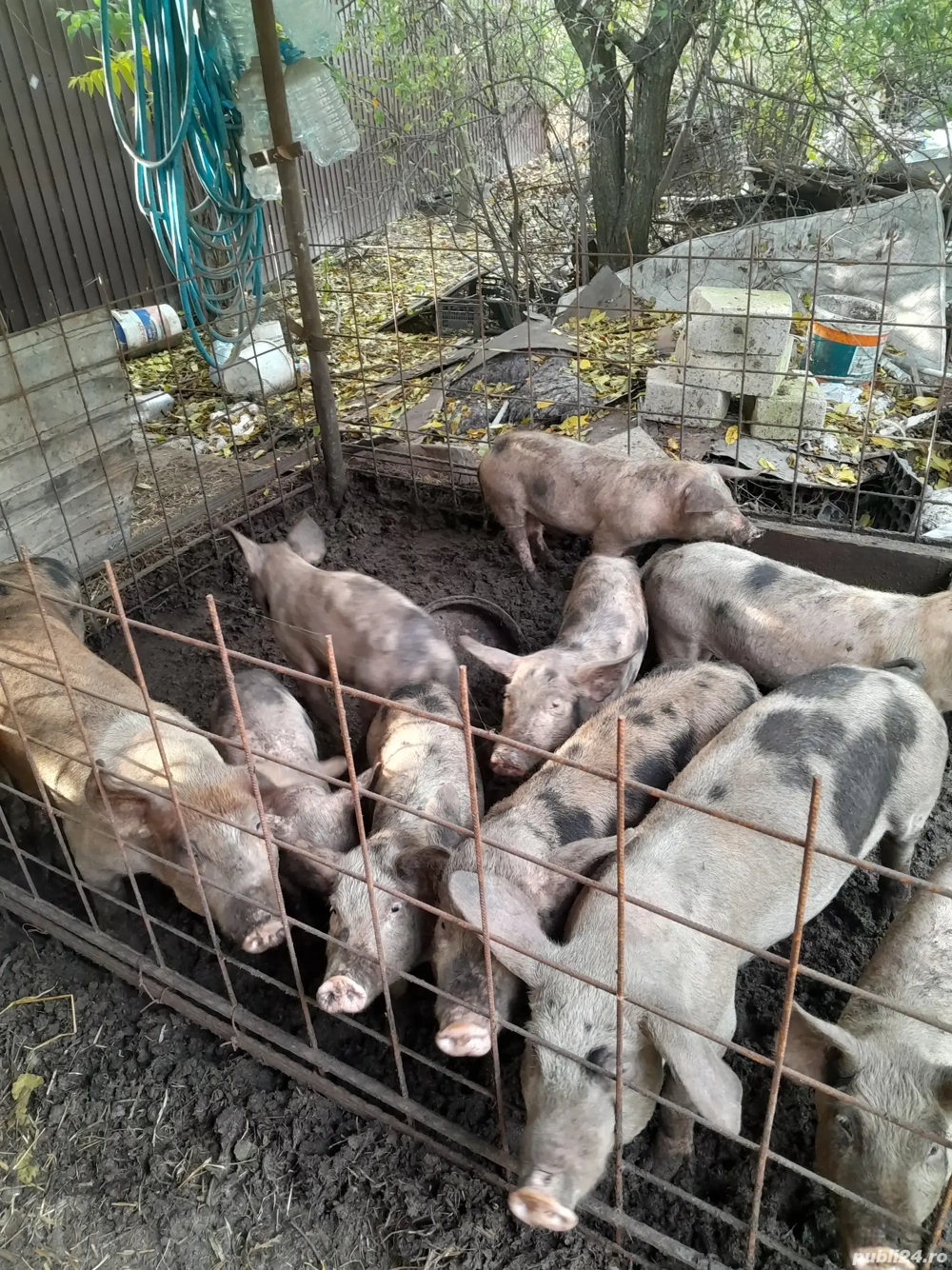 vand purcei vand purcei