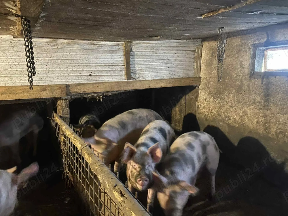 Vand porci Pietrain intre 120KG-180KG