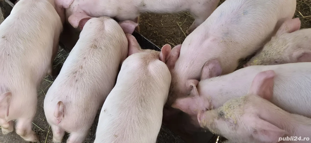 purcei rasa Marele Alb purcei rasa Marele Alb