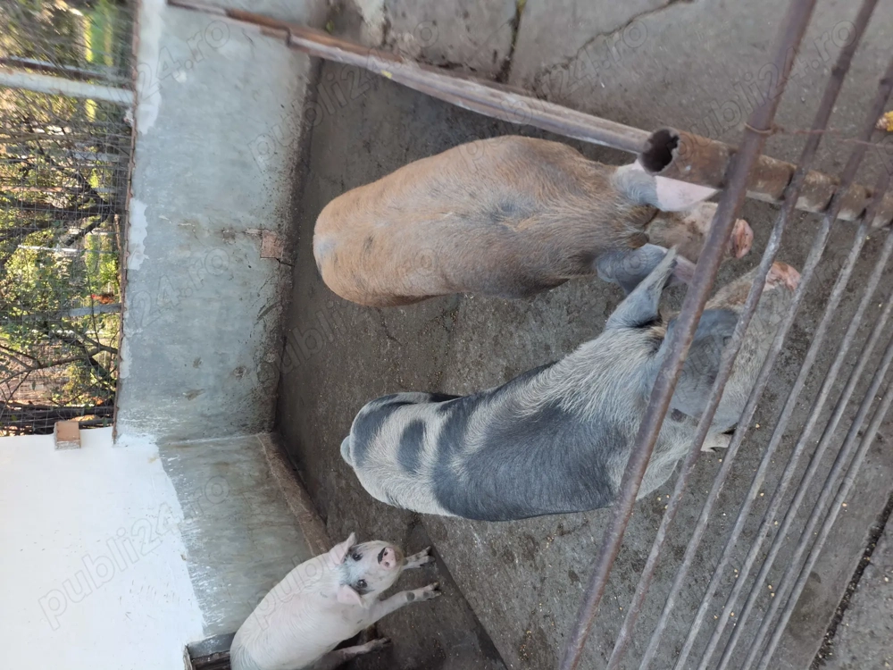 Porci de vanzare 