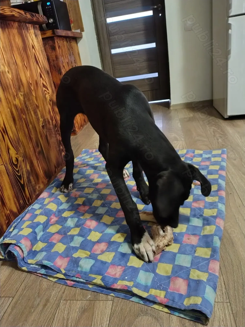 Vând pui de dog german 