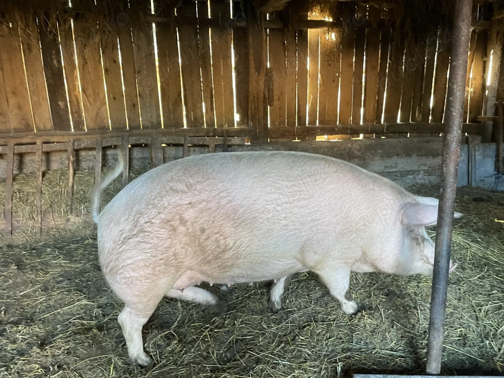 Vând scroafa Vând scroafa