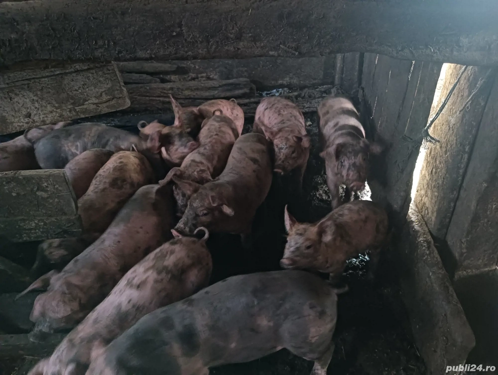 purcei de vânzare 