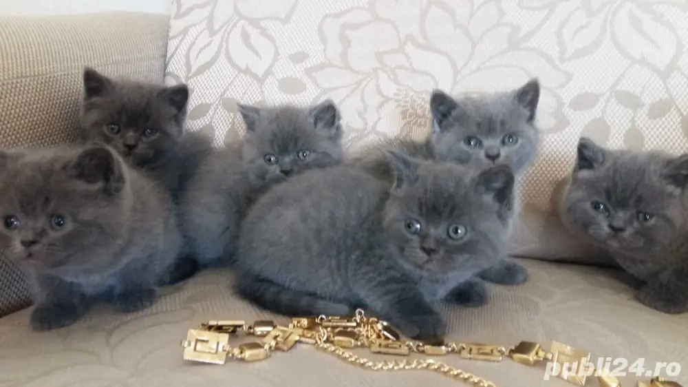 British Shorthair blue 