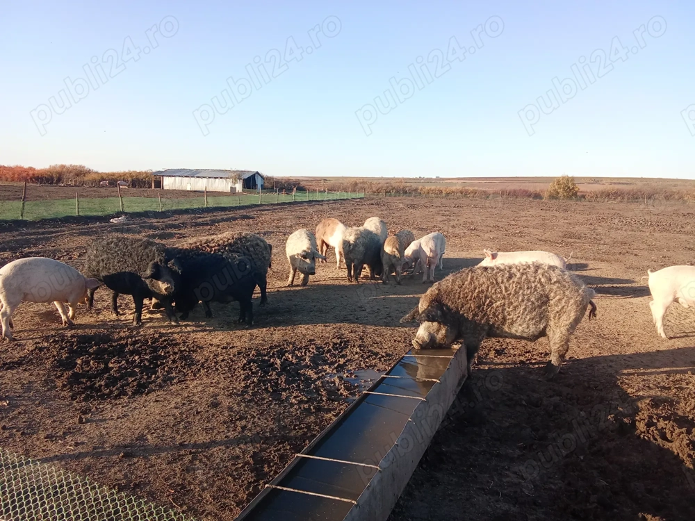 Vând porci de mangalita