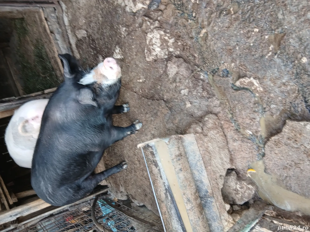 porc la 200kg porc la 200kg