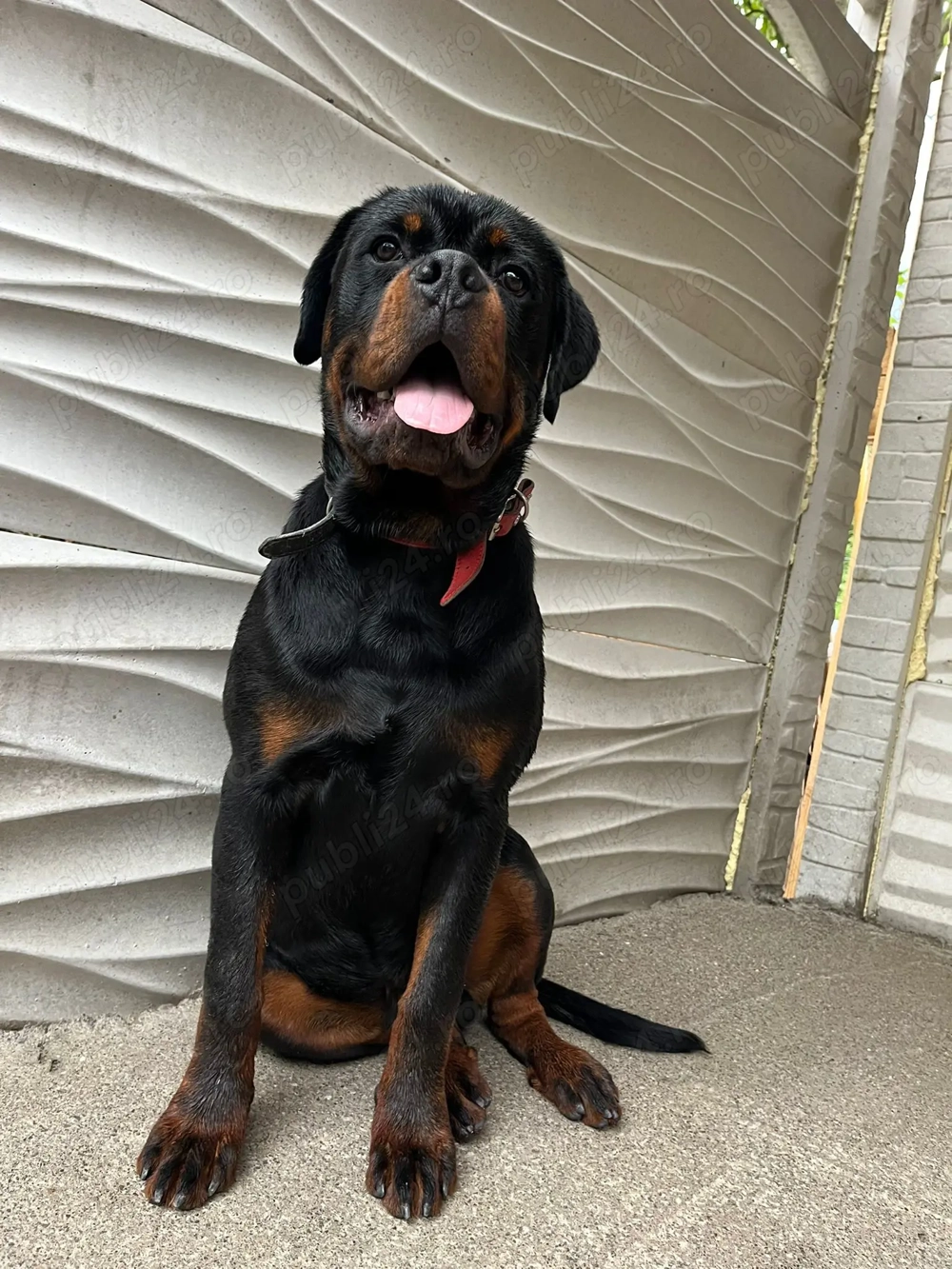 Vând urgent 0 pereche de rottwaileri 