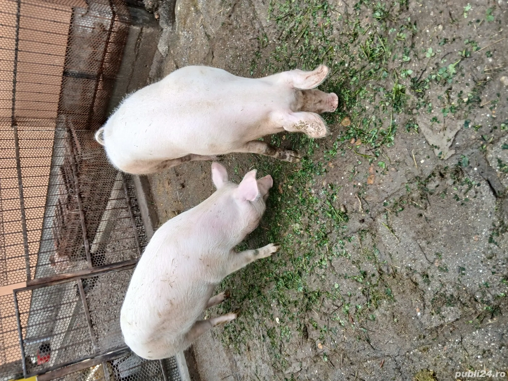 se vand pentru craciun  se vand pentru craciun