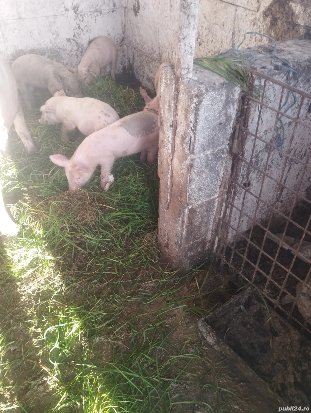 purcei de 8 săptămâni  purcei de 8 săptămâni