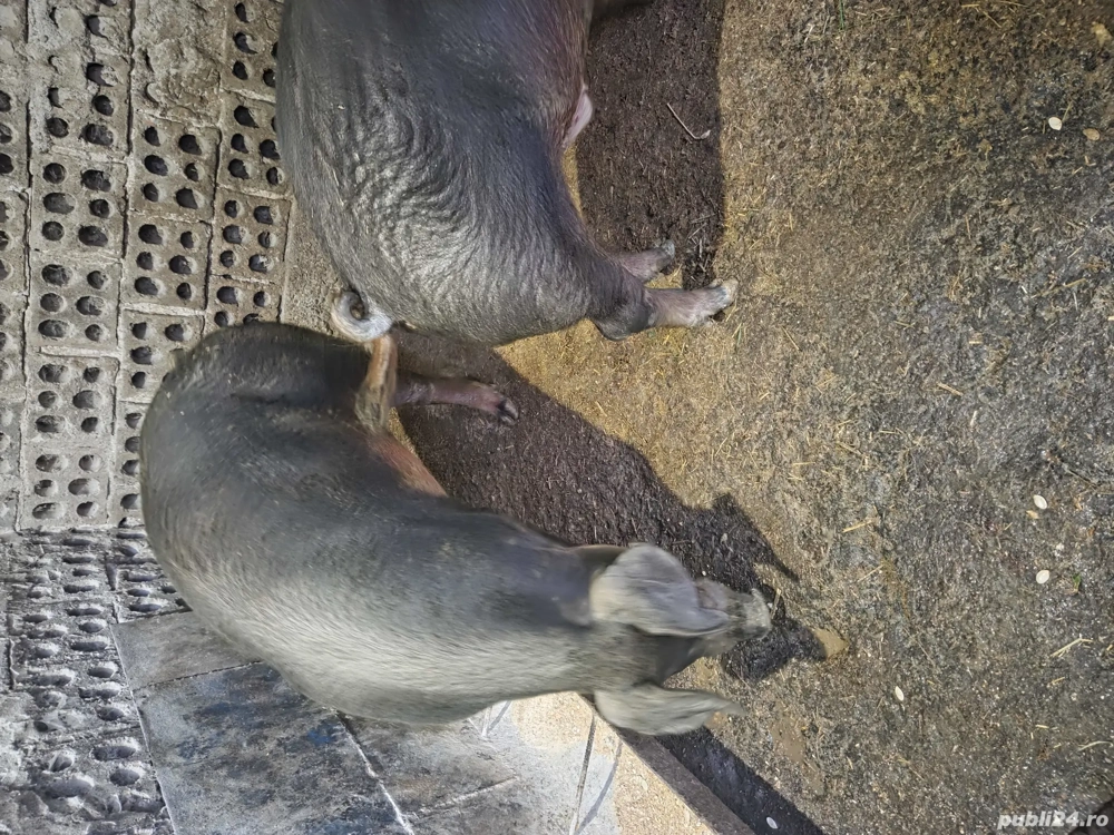 vand porci duroc sau schimb cu purcei,cereale,porumb.