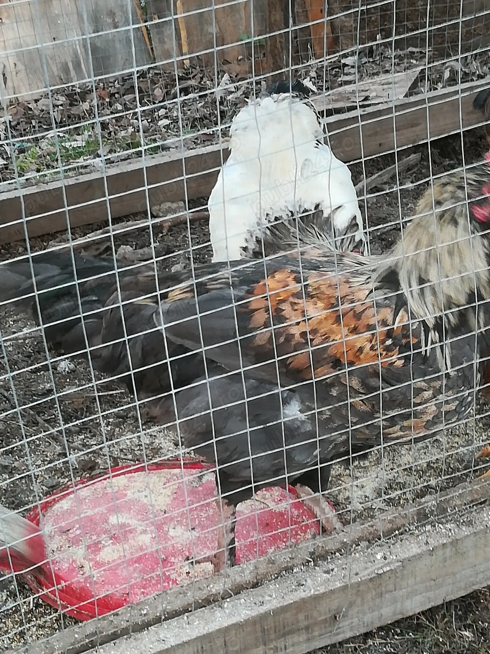 Vând cocoși tineri