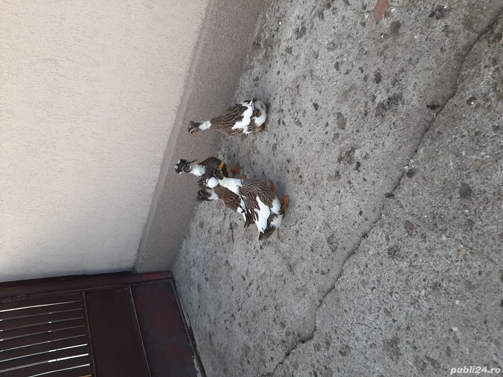 vând rațe moțate vând rațe moțate