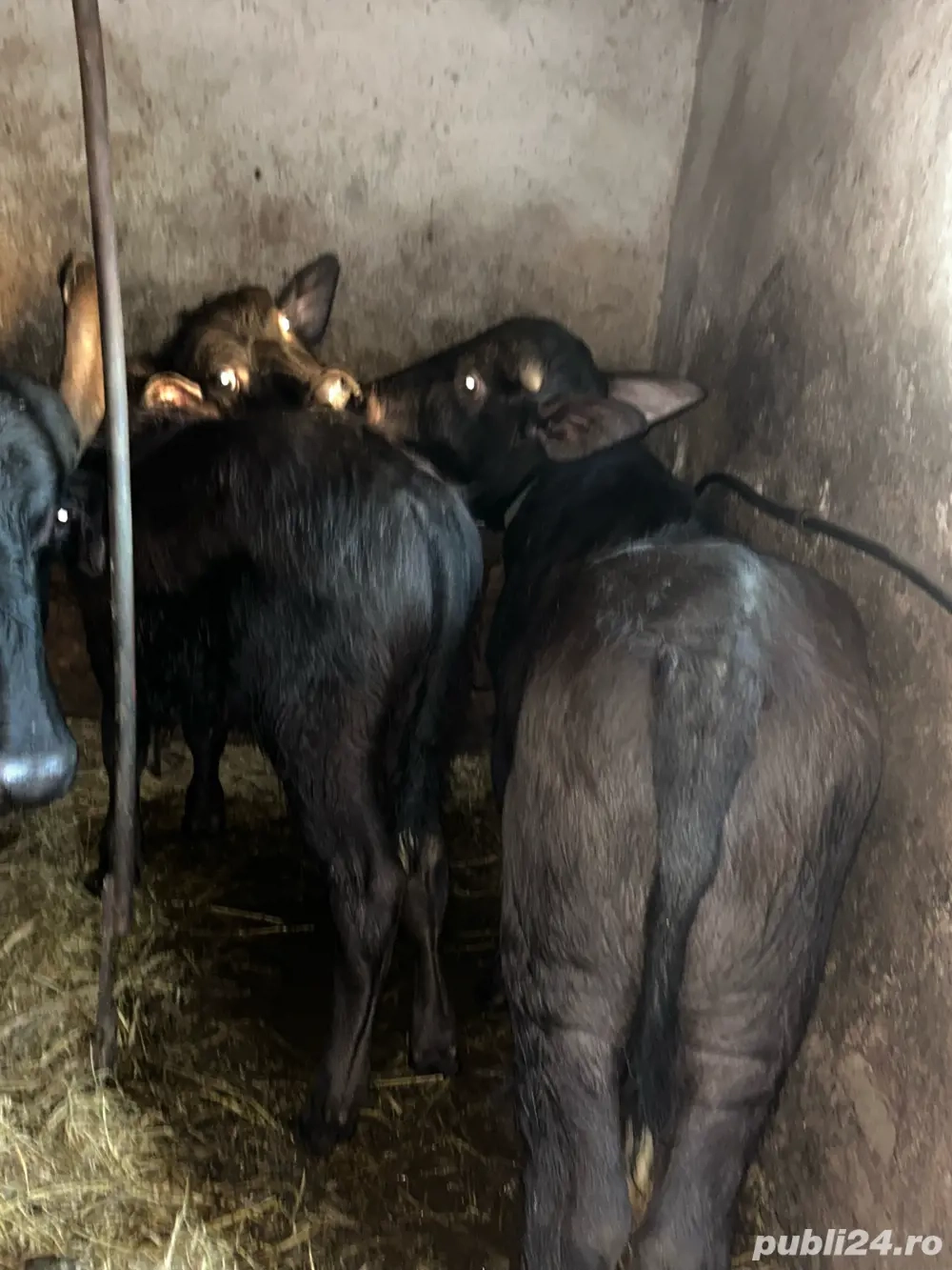 Tauras de bivol Tauras de bivol