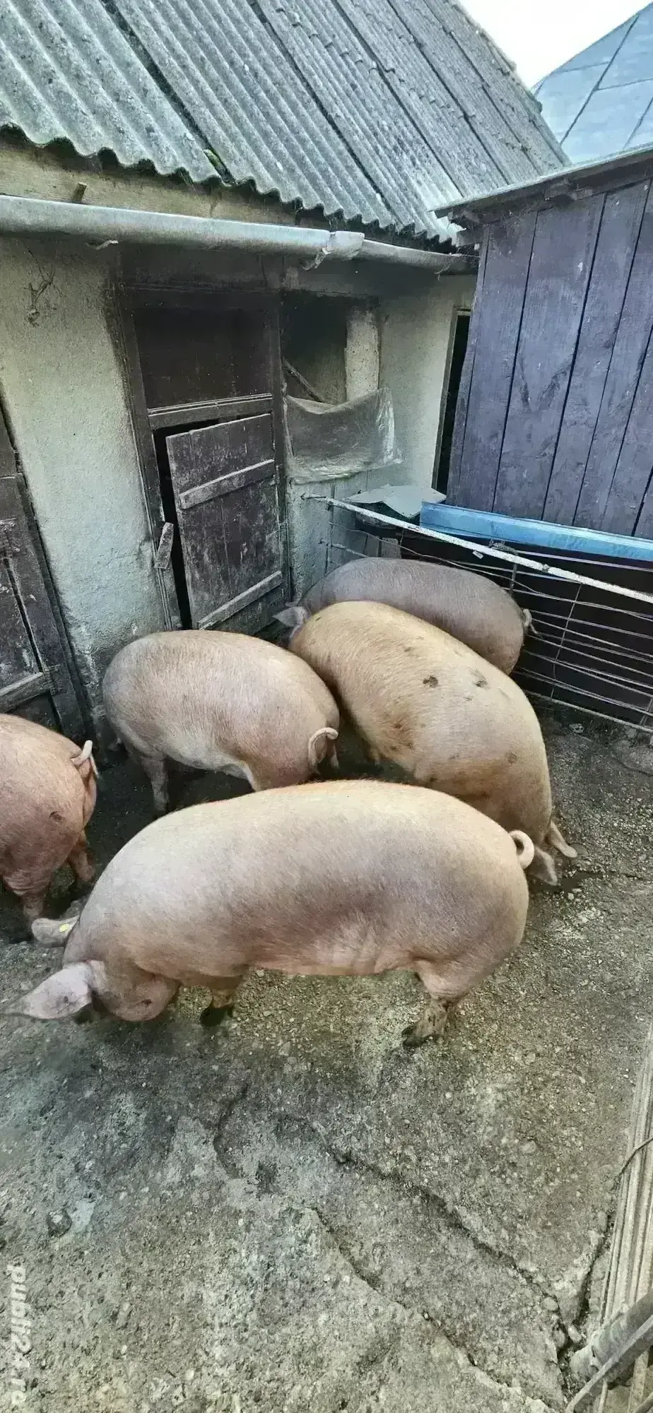 Porci 160-200kg