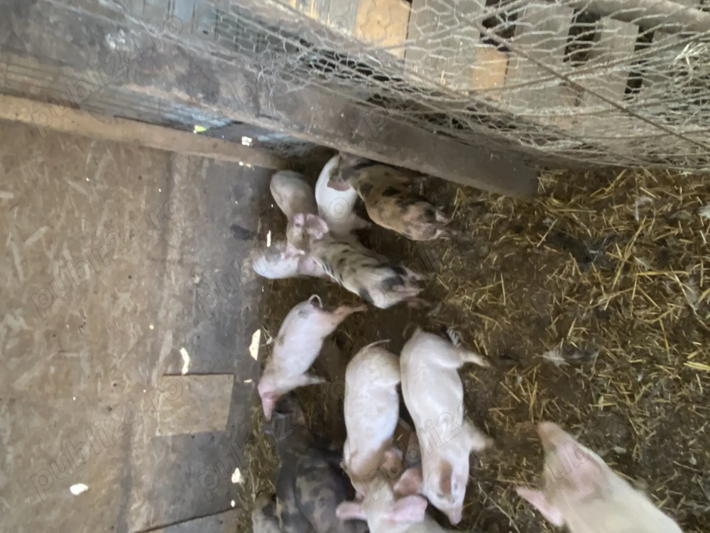 Vând porci și purcei