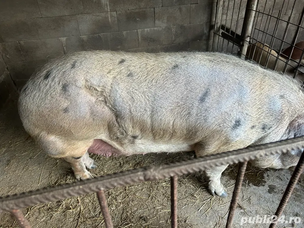 porc de vanzare porc de vanzare