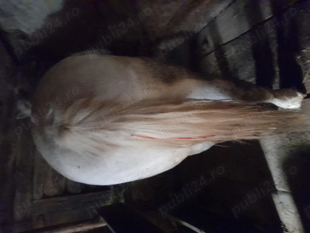 Vand cal sur de 7 ani 