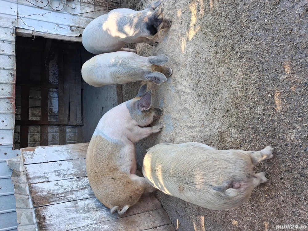 vand soldani  vand soldani