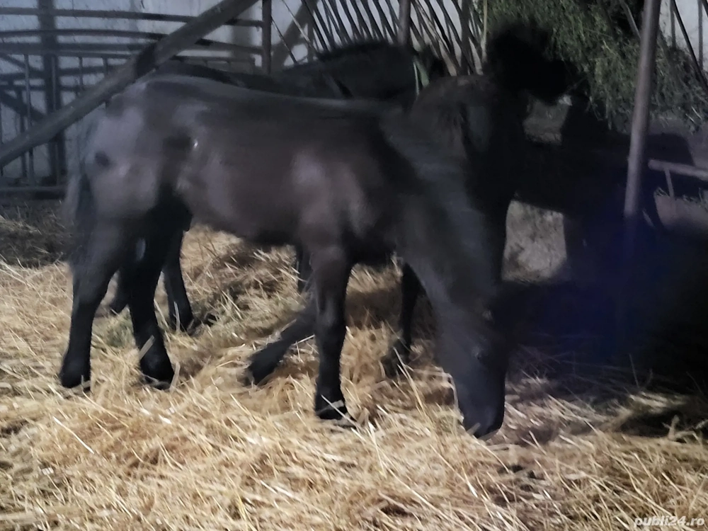 vand 2 manzi ftizieni