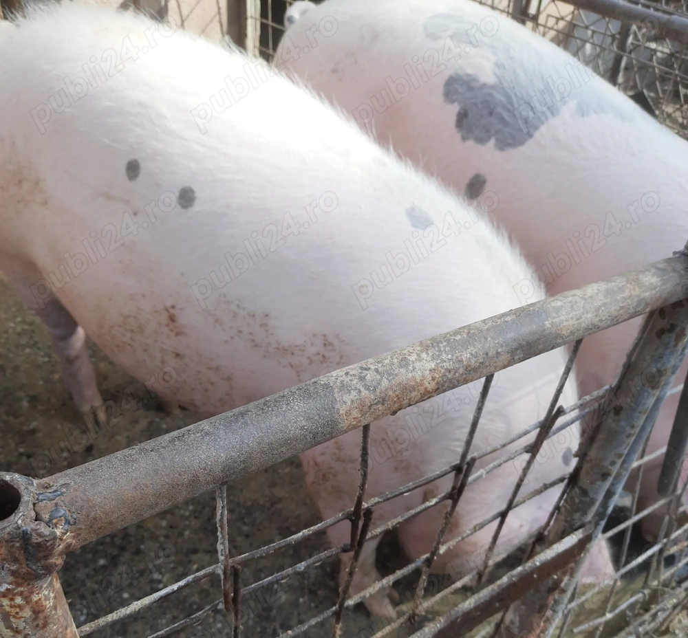 De vânzare  în  Valea Vinului, 2(doi) porci 