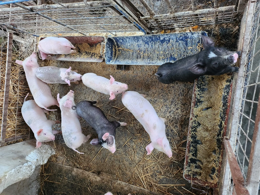 Purcei 8 săptămâni 