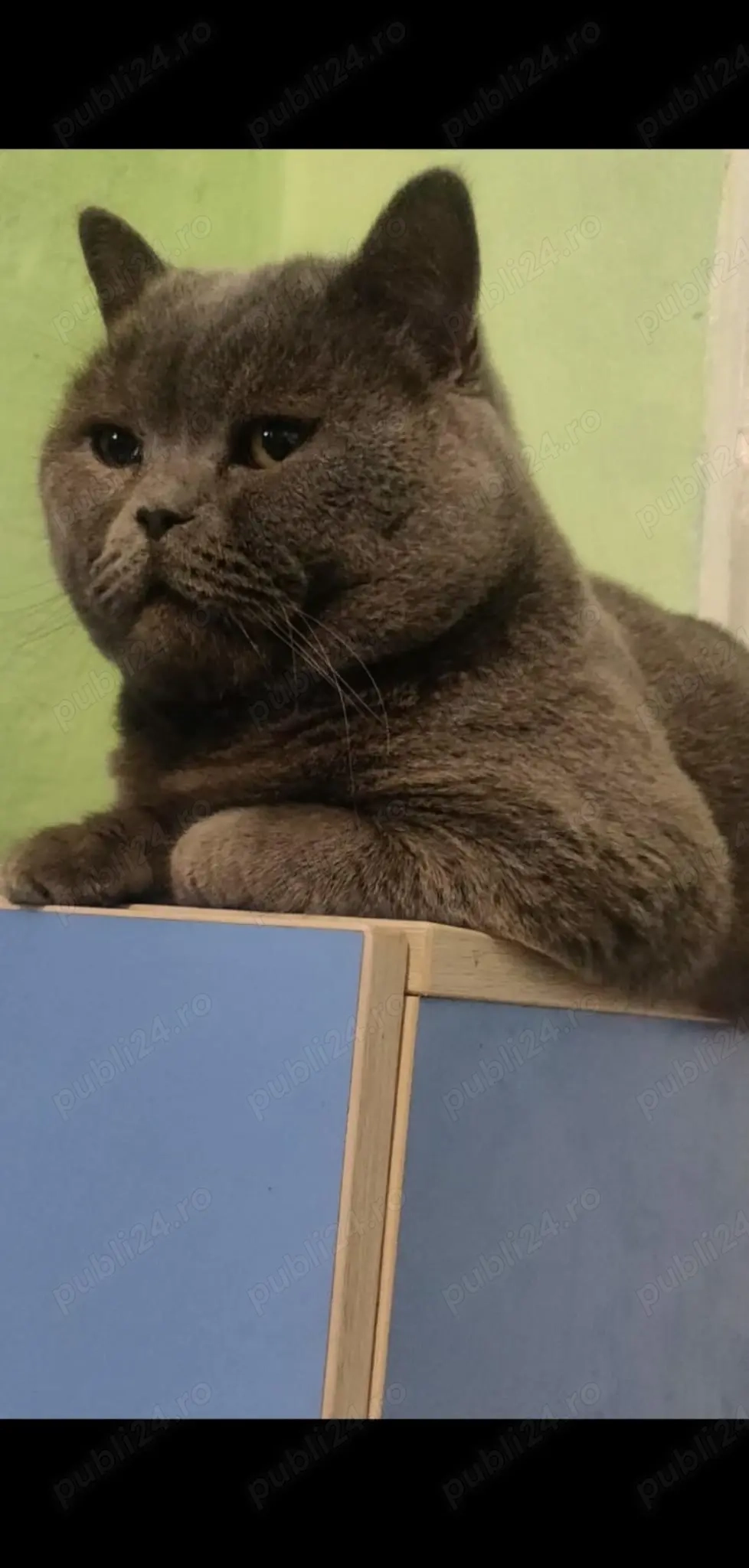 Motan british shorthair blue Motan british shorthair blue